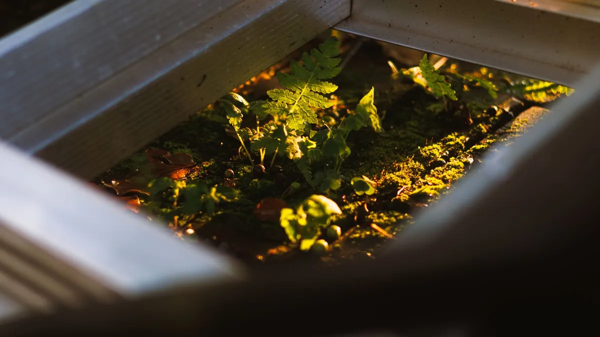 Ferns growing in sunlight beneath a metal structure