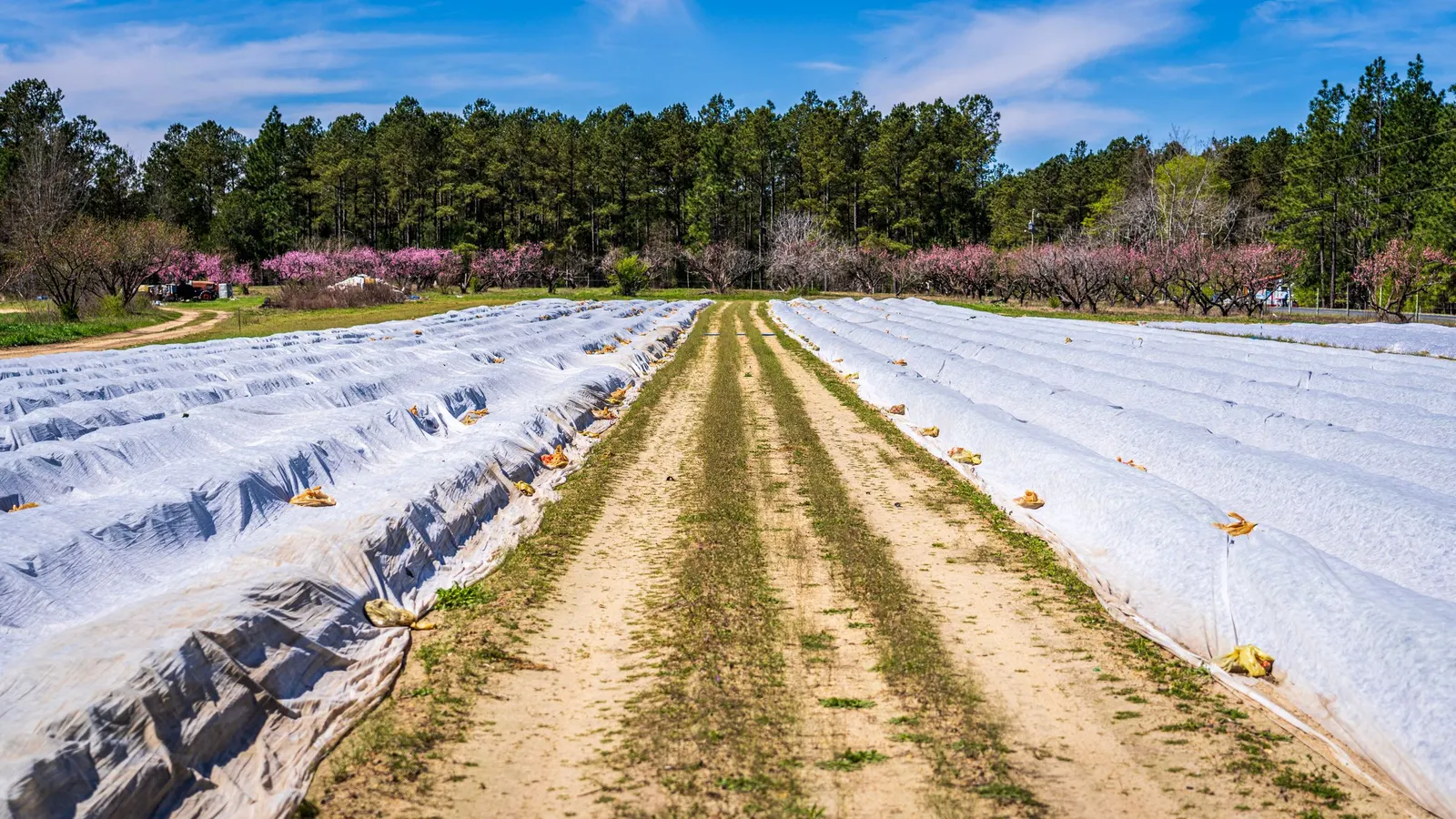 Rows of protective sheeting laid across farmland soil beside blossoming trees
