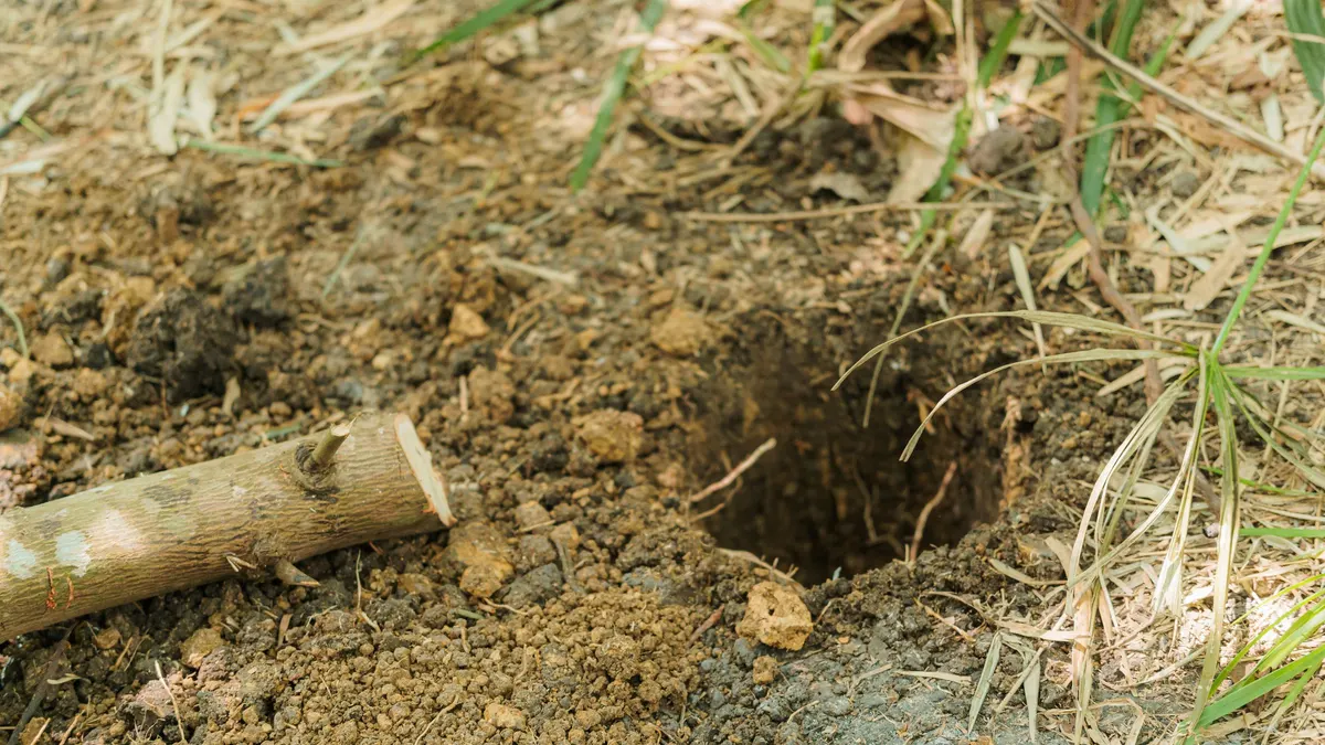 The open end of a drainage pipe emerging from soil and grass
