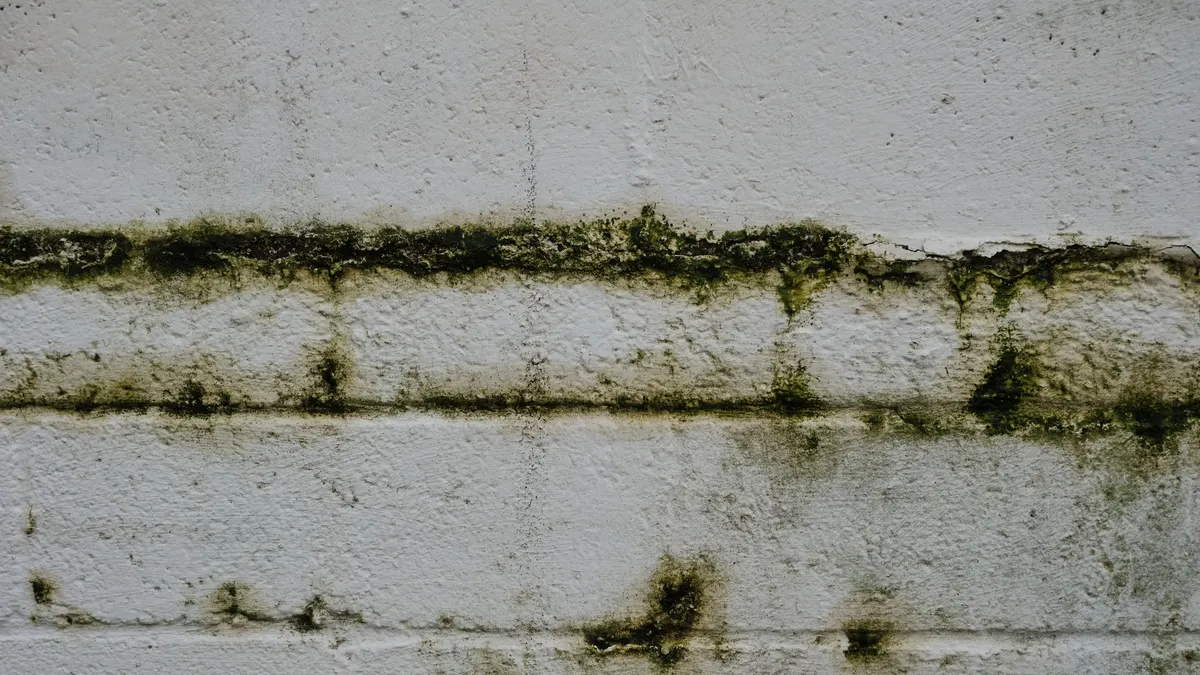A weathered masonry wall with moss growing along the mortar joints